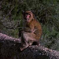 Barbary Apes