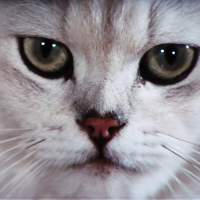 Blofeld's Persian Cat