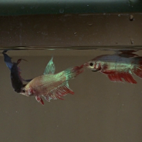 Siamese Fighting Fish