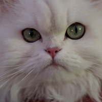 Blofeld's Persian Cat