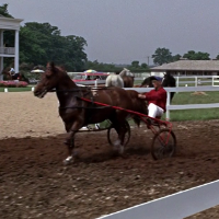 Horse Harness Racing