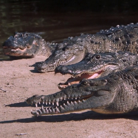 Alligators and Crocodiles