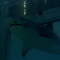 Bull Shark