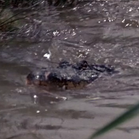 Mugger Crocodile