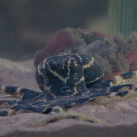 Blue Ringed Octopus