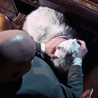 Blofeld's Persian Cat
