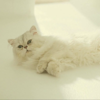 Blofeld's Persian Cat