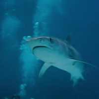 Bull Shark