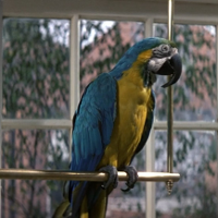 Macaw Parrot