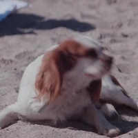 Cavalier King Charles Spaniel