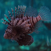 Red Lionfish