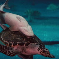 Loggerhead Turtle and Remora - 