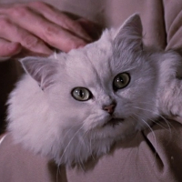 Blofeld's Persian Cat