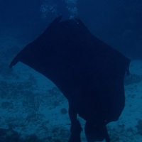 Manta Ray Diving Camouflage